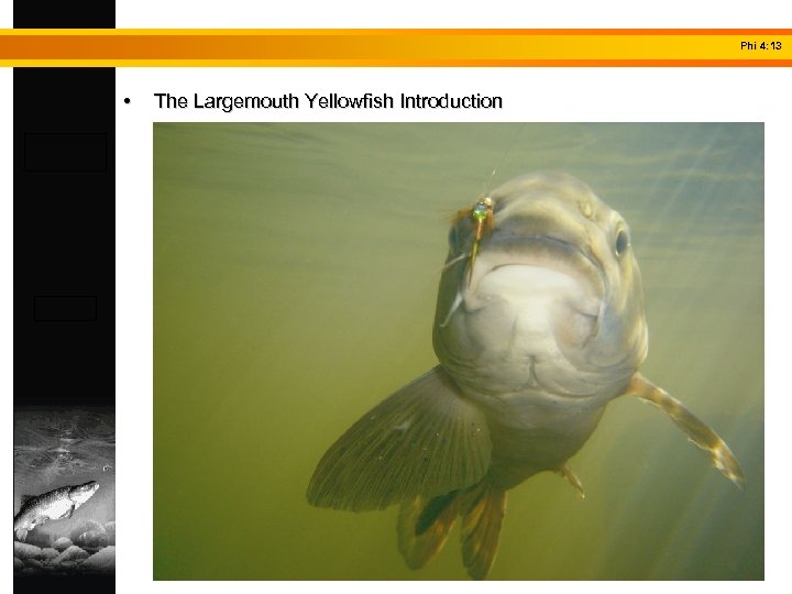 Phi 4: 13 • The Largemouth Yellowfish Introduction 