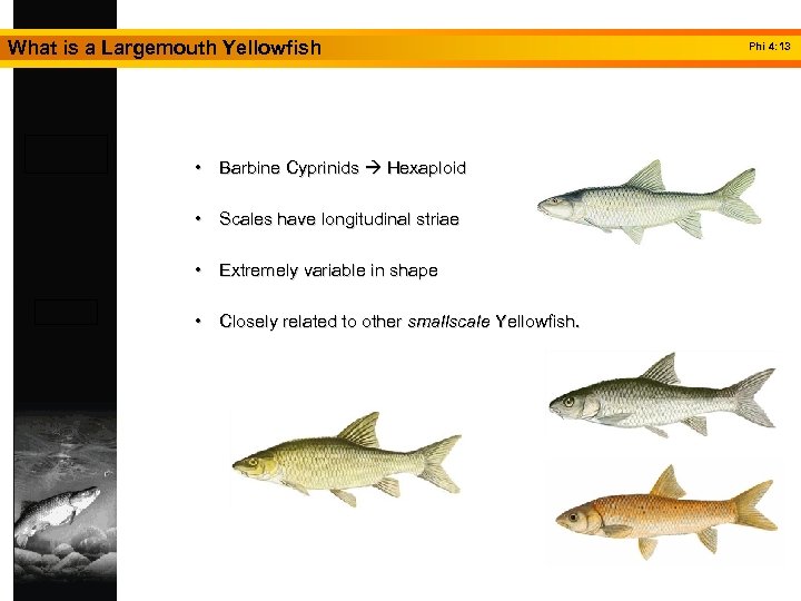 What is a Largemouth Yellowfish • Barbine Cyprinids Hexaploid • Scales have longitudinal striae