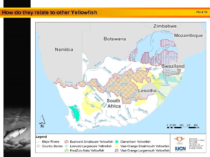 How do they relate to other Yellowfish Phi 4: 13 