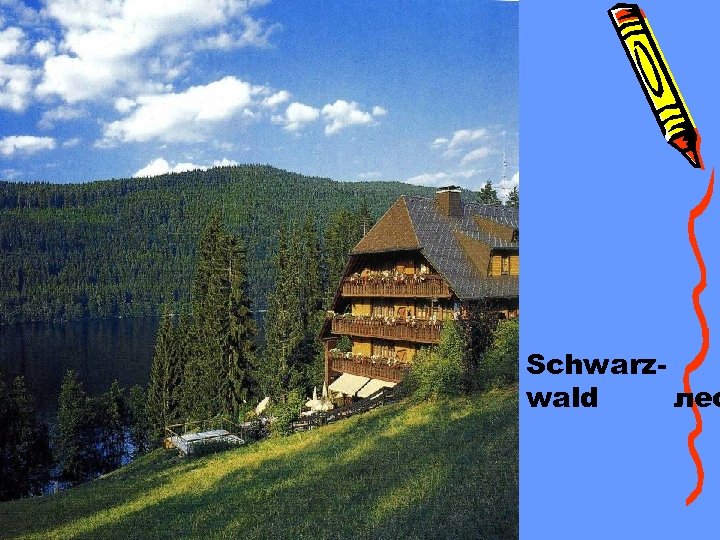 Schwarzwald лес 