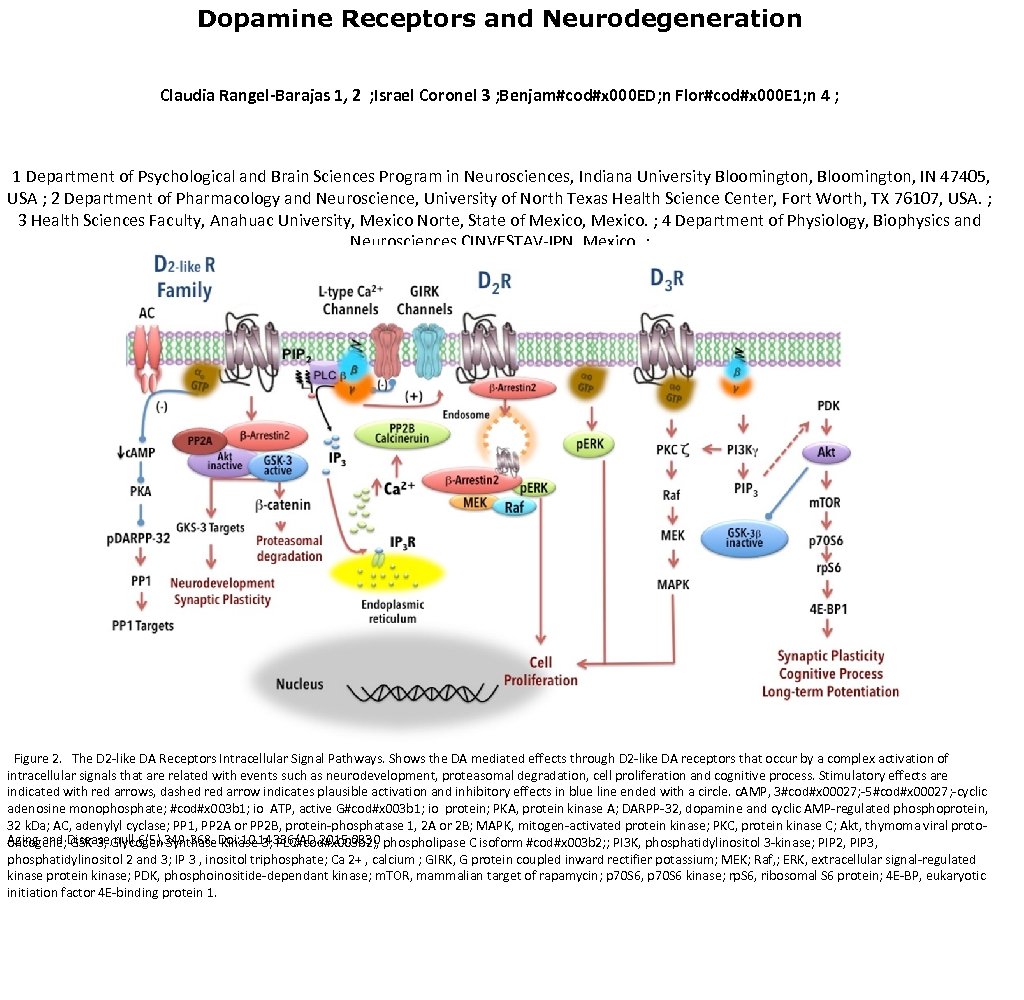Dopamine Receptors and Neurodegeneration Claudia Rangel-Barajas 1, 2 ; Israel Coronel 3 ; Benjam#cod#x