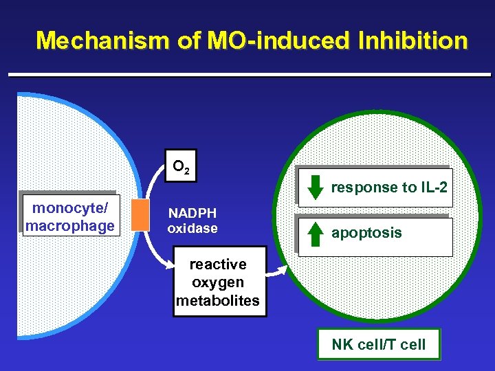 Mechanism of MO-induced Inhibition O 2 response to IL-2 monocyte/ macrophage NADPH oxidase apoptosis