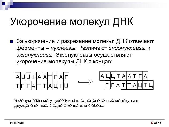 Укорочение молекул ДНК n За укорочение и разрезание молекул ДНК отвечают ферменты – нуклеазы.