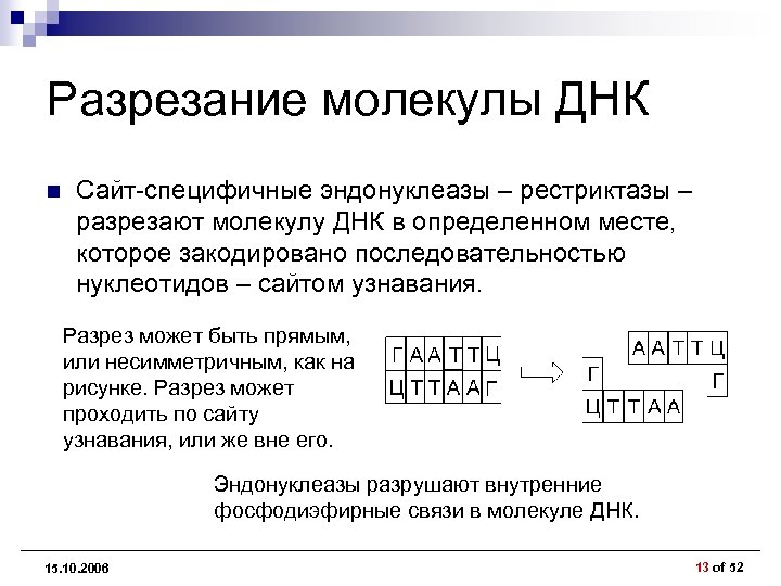 Разрезание молекулы ДНК n Сайт-специфичные эндонуклеазы – рестриктазы – разрезают молекулу ДНК в определенном