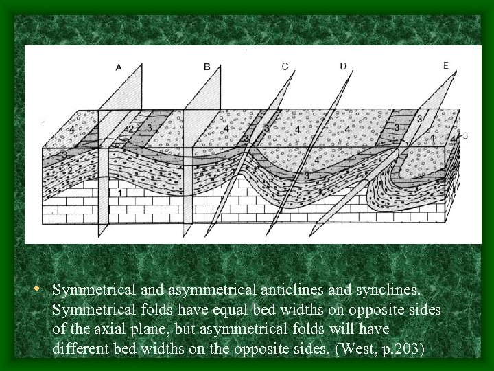  • Symmetrical and asymmetrical anticlines and synclines. Symmetrical folds have equal bed widths