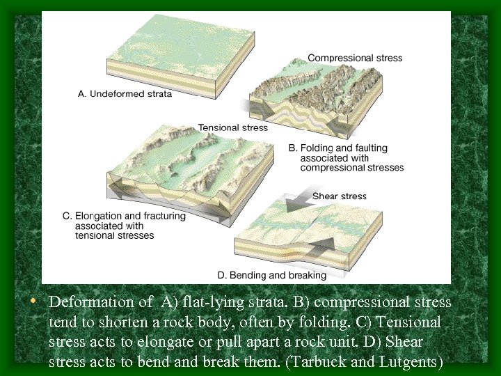  • Deformation of A) flat-lying strata. B) compressional stress tend to shorten a