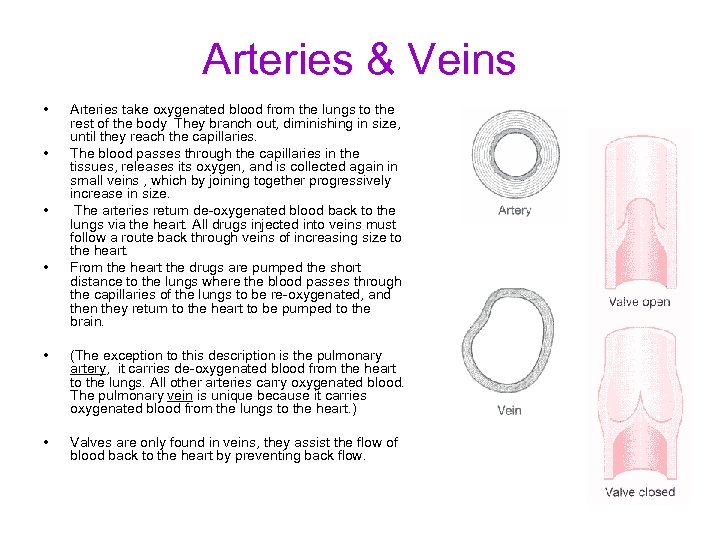 Arteries & Veins • • Arteries take oxygenated blood from the lungs to the