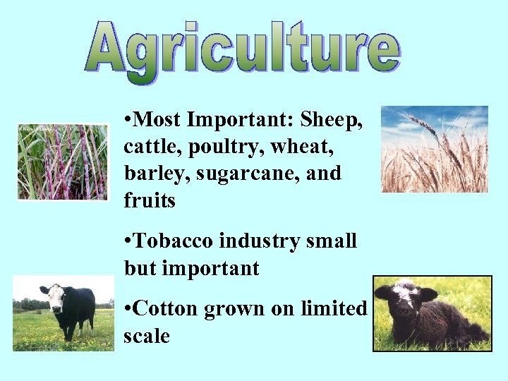  • Most Important: Sheep, cattle, poultry, wheat, barley, sugarcane, and fruits • Tobacco