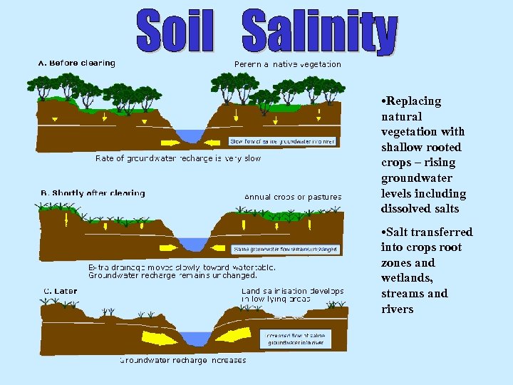  • Replacing natural vegetation with shallow rooted crops – rising groundwater levels including