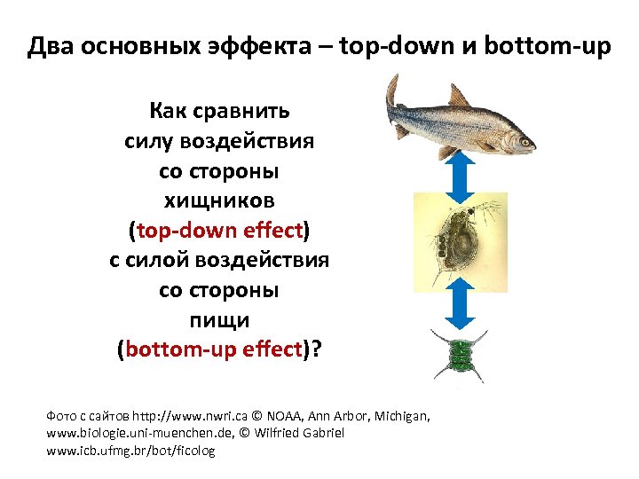 Два основных эффекта – top-down и bottom-up Как сравнить силу воздействия со стороны хищников