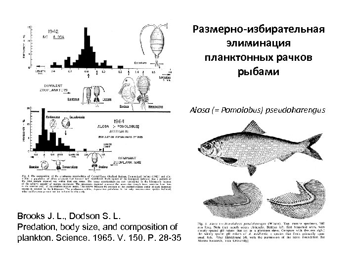 Размерно-избирательная элиминация планктонных рачков рыбами Alosa (= Pomolobus) pseudoharengus Brooks J. L. , Dodson