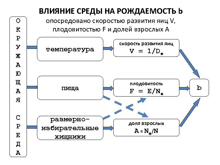 ВЛИЯНИЕ СРЕДЫ НА РОЖДАЕМОСТЬ b О К Р У Ж А Ю Щ А