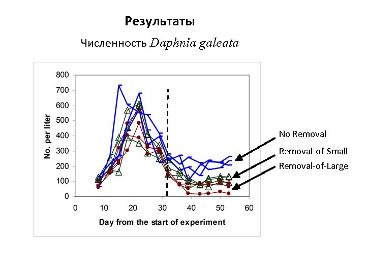 Результаты Численность Daphnia galeata No Removal-of-Small Removal-of-Large 