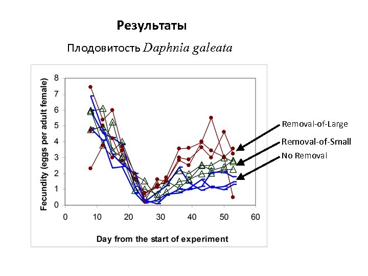 Результаты Плодовитость Daphnia galeata Removal-of-Large Removal-of-Small No Removal 