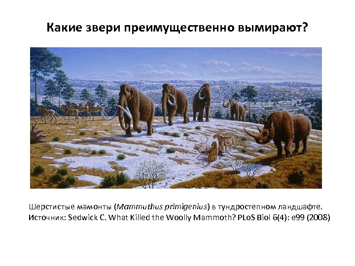 Какие звери преимущественно вымирают? Шерстистые мамонты (Mammuthus primigenius) в тундростепном ландшафте. Источник: Sedwick C.