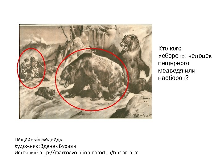 Кто кого «сборет» : человек пещерного медведя или наоборот? Пещерный медведь Художник: Зденек Буриан
