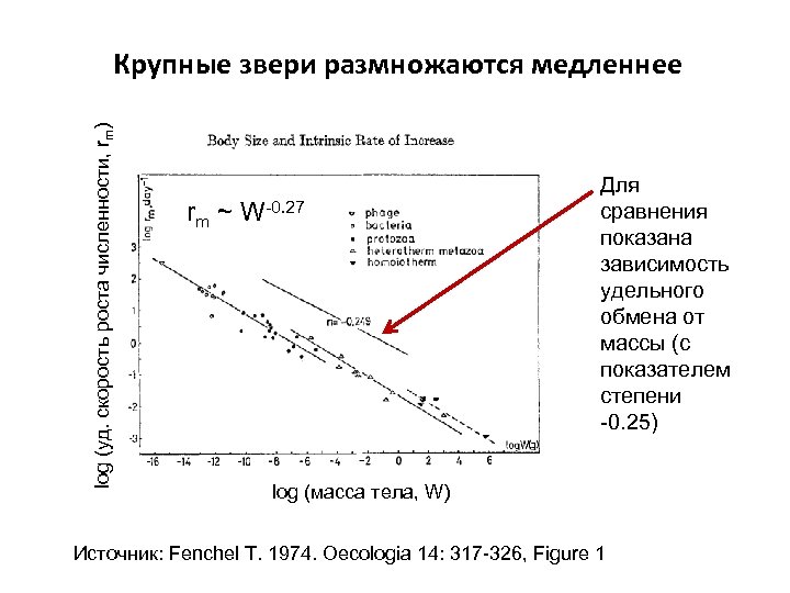 log (уд. скорость роста численности, rm) Крупные звери размножаются медленнее rm ~ W-0. 27