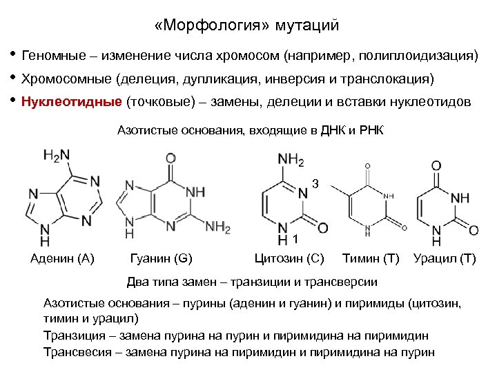  «Морфология» мутаций • Геномные – изменение числа хромосом (например, полиплоидизация) • Хромосомные (делеция,