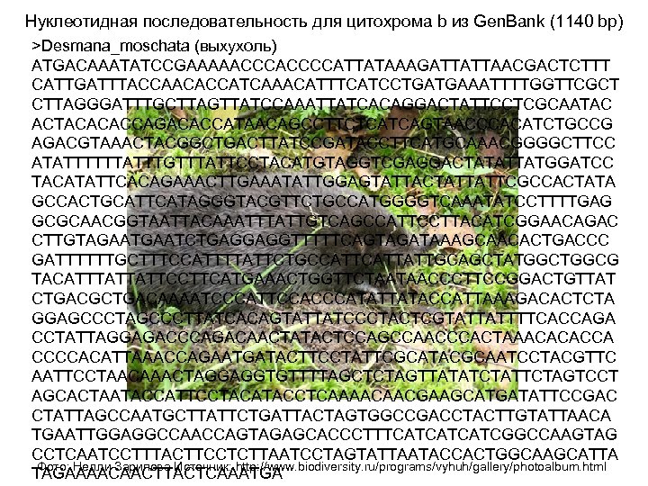 Нуклеотидная последовательность для цитохрома b из Gen. Bank (1140 bp) >Desmana_moschata (выхухоль) ATGACAAATATCCGAAAAACCCCATTATAAAGATTATTAACGACTCTTT CATTGATTTACCAACACCATCAAACATTTCATCCTGATGAAATTTTGGTTCGCT