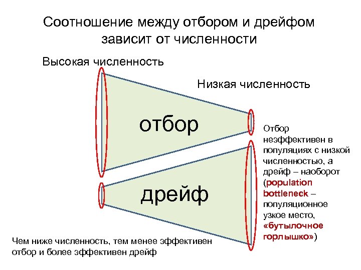 Соотношение между отбором и дрейфом зависит от численности Высокая численность Низкая численность отбор дрейф