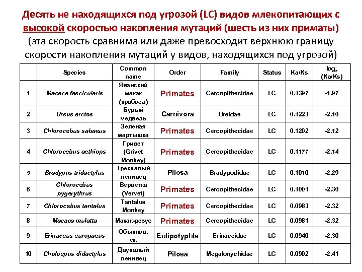 Десять не находящихся под угрозой (LC) видов млекопитающих с высокой скоростью накопления мутаций (шесть