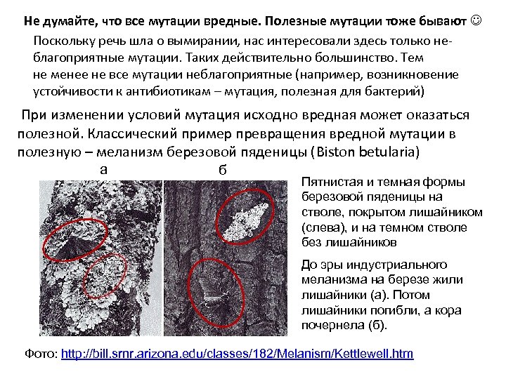 Не думайте, что все мутации вредные. Полезные мутации тоже бывают Поскольку речь шла о