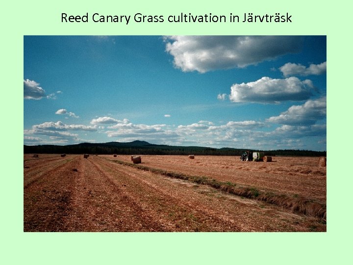 Reed Canary Grass cultivation in Järvträsk 