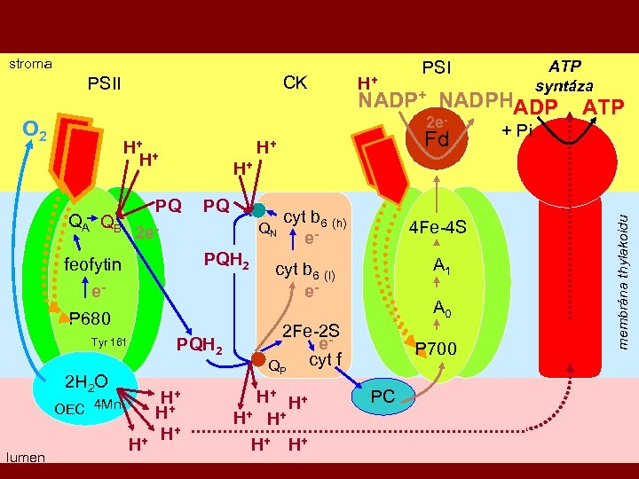 stroma CK PSII H+ NADPHADP - PQ QN 2 e. PQH 2 feofytin e.