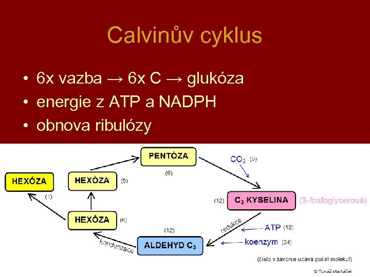 Calvinův cyklus • 6 x vazba → 6 x C → glukóza • energie