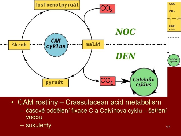 C 3, C 4 a CAM rostliny • C 3 rostliny – produkt C