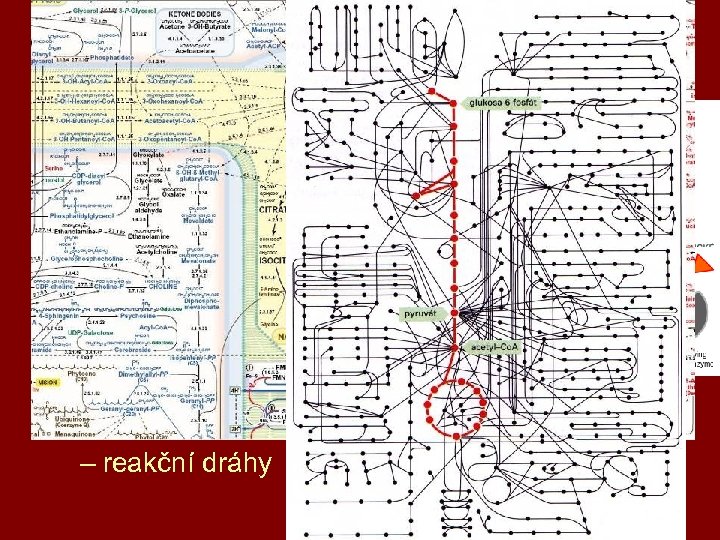 buněčný metabolismus • energie a atomy (stavební látky) • katabolismus = rozklad – získávání