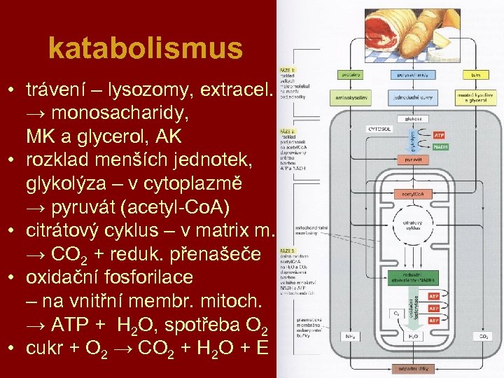 katabolismus • trávení – lysozomy, extracel. → monosacharidy, MK a glycerol, AK • rozklad