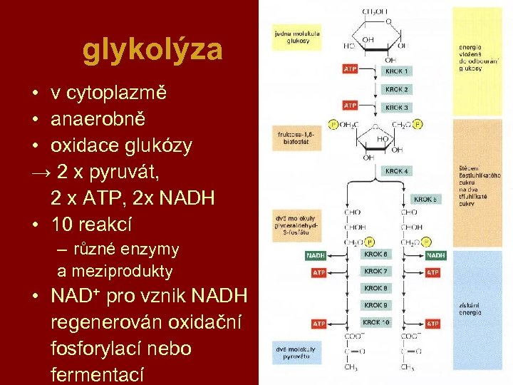 glykolýza • v cytoplazmě • anaerobně • oxidace glukózy → 2 x pyruvát, 2