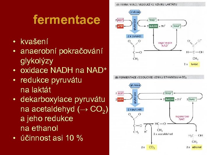 fermentace • kvašení • anaerobní pokračování glykolýzy • oxidace NADH na NAD+ • redukce