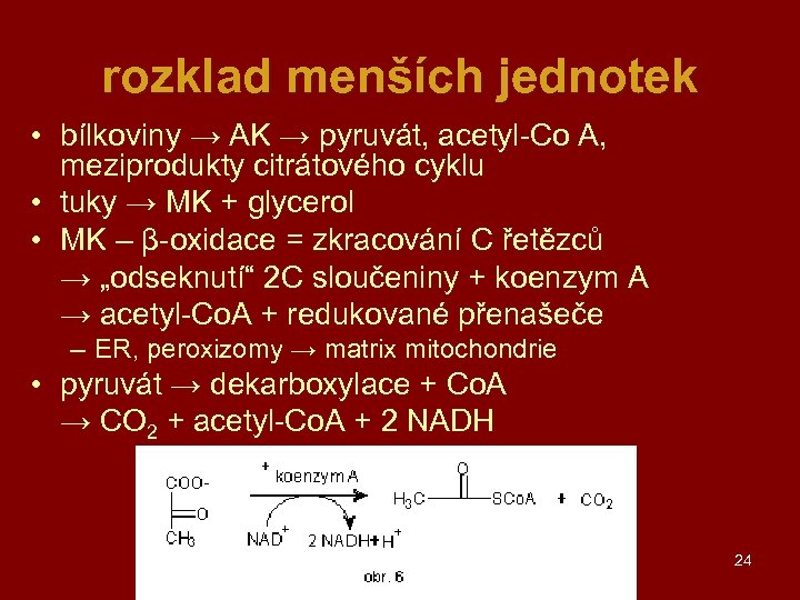 rozklad menších jednotek • bílkoviny → AK → pyruvát, acetyl-Co A, meziprodukty citrátového cyklu