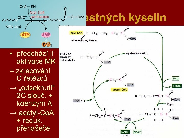 β-oxidace mastných kyselin • předchází jí aktivace MK = zkracování C řetězců → „odseknutí“