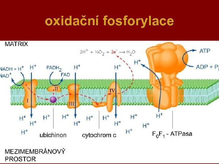 oxidační fosforylace 29 