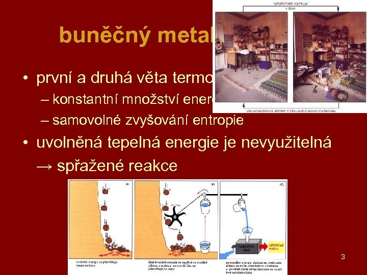 buněčný metabolismus • první a druhá věta termodynamiky – konstantní množství energie – přeměny