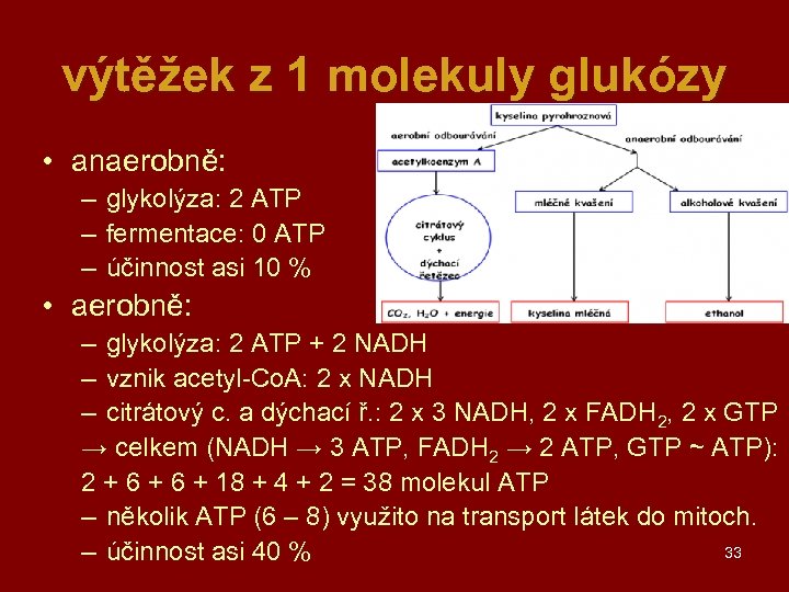 výtěžek z 1 molekuly glukózy • anaerobně: – glykolýza: 2 ATP – fermentace: 0