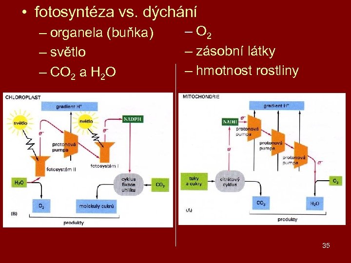  • fotosyntéza vs. dýchání – organela (buňka) – světlo – CO 2 a