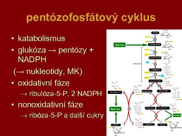pentózofosfátový cyklus • katabolismus • glukóza → pentózy + NADPH (→ nukleotidy, MK) •