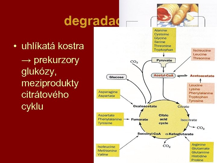 degradace AK • uhlíkatá kostra → prekurzory glukózy, meziprodukty citrátového cyklu 38 