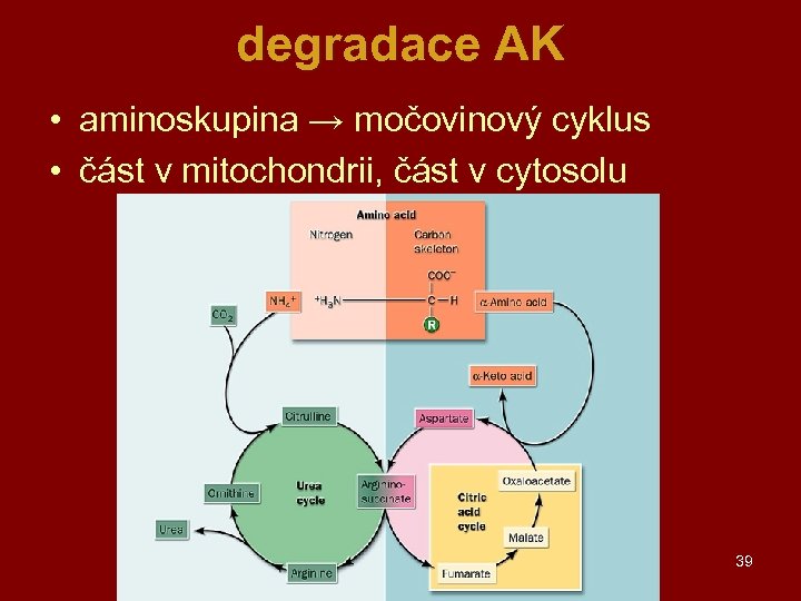 degradace AK • aminoskupina → močovinový cyklus • část v mitochondrii, část v cytosolu
