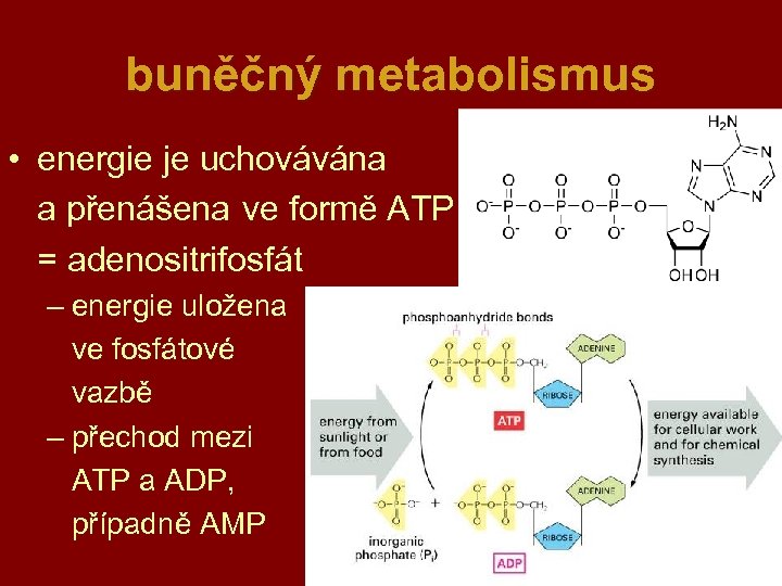 buněčný metabolismus • energie je uchovávána a přenášena ve formě ATP = adenositrifosfát –