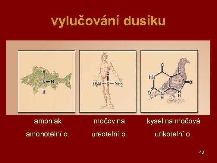 vylučování dusíku amoniak močovina kyselina močová amonotelní o. ureotelní o. urikotelní o. 40 