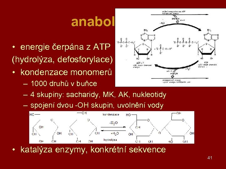 anabolismus • energie čerpána z ATP (hydrolýza, defosforylace) • kondenzace monomerů – 1000 druhů