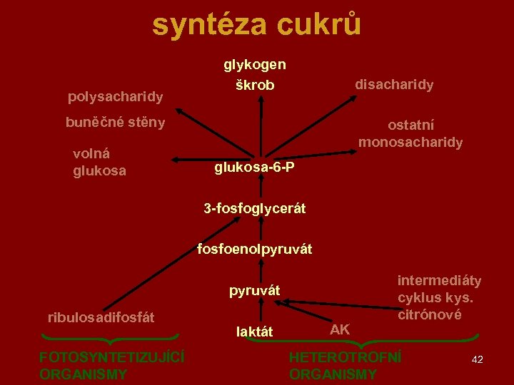 syntéza cukrů polysacharidy glykogen škrob disacharidy buněčné stěny volná glukosa ostatní monosacharidy glukosa-6 -P