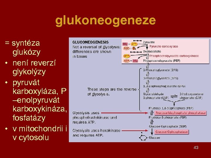 glukoneogeneze = syntéza glukózy • není reverzí glykolýzy • pyruvát karboxyláza, P –enolpyruvát karboxykináza,