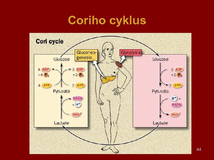 Coriho cyklus 44 