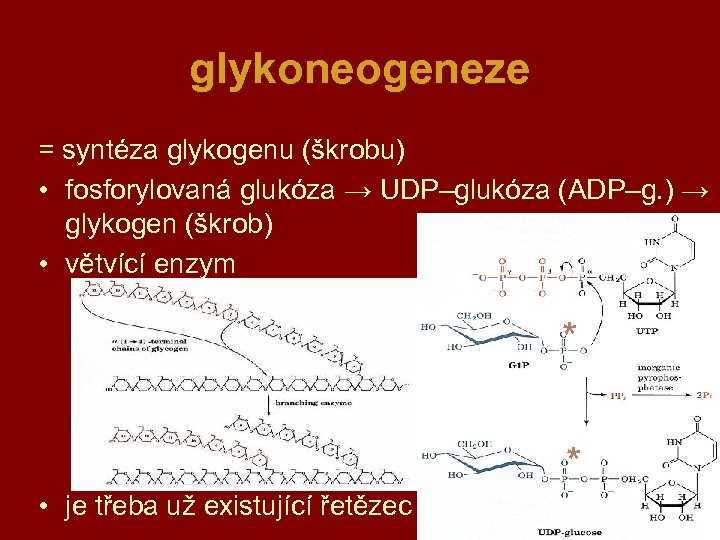 glykoneogeneze = syntéza glykogenu (škrobu) • fosforylovaná glukóza → UDP–glukóza (ADP–g. ) → glykogen